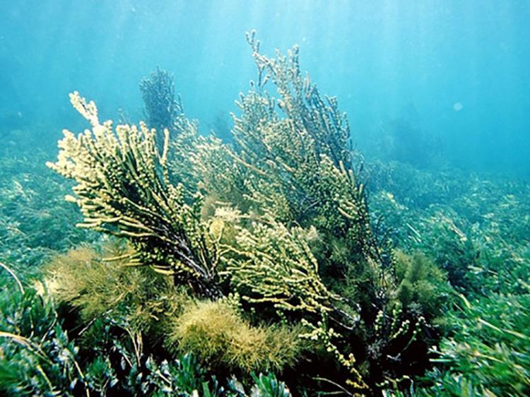 Nações Unidas alertam para a necessidade de proteger pradarias marinhas